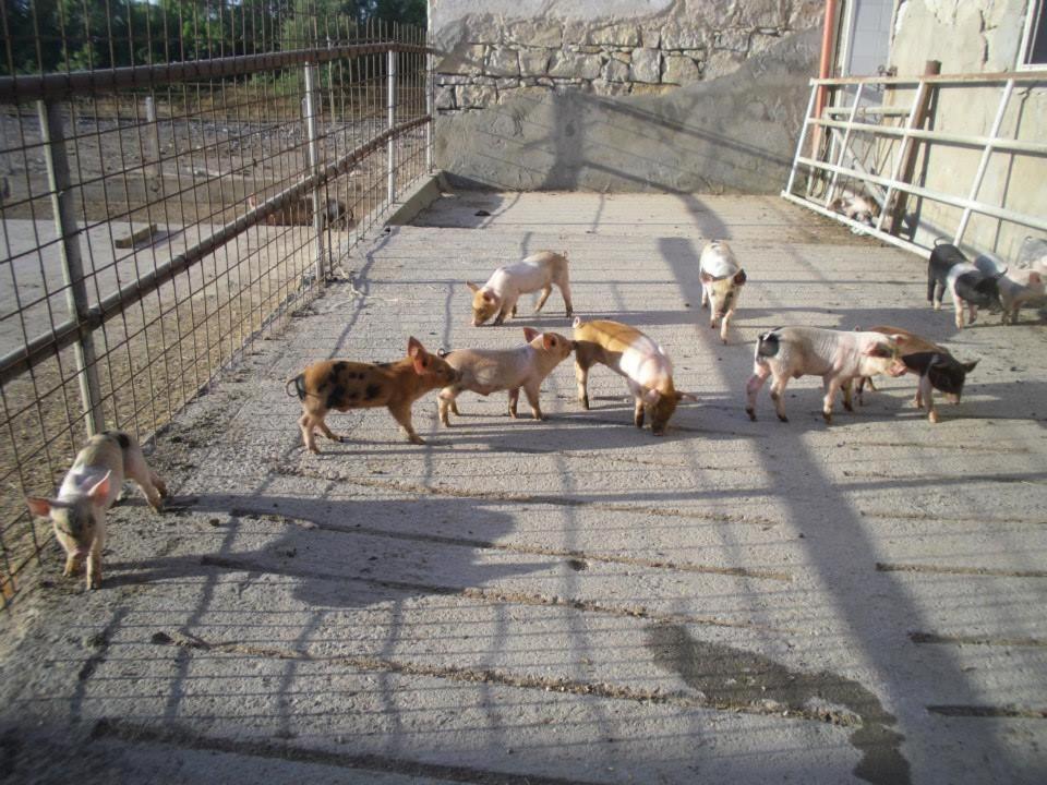 Agrifoglio * San Giovanni Suèrgiu