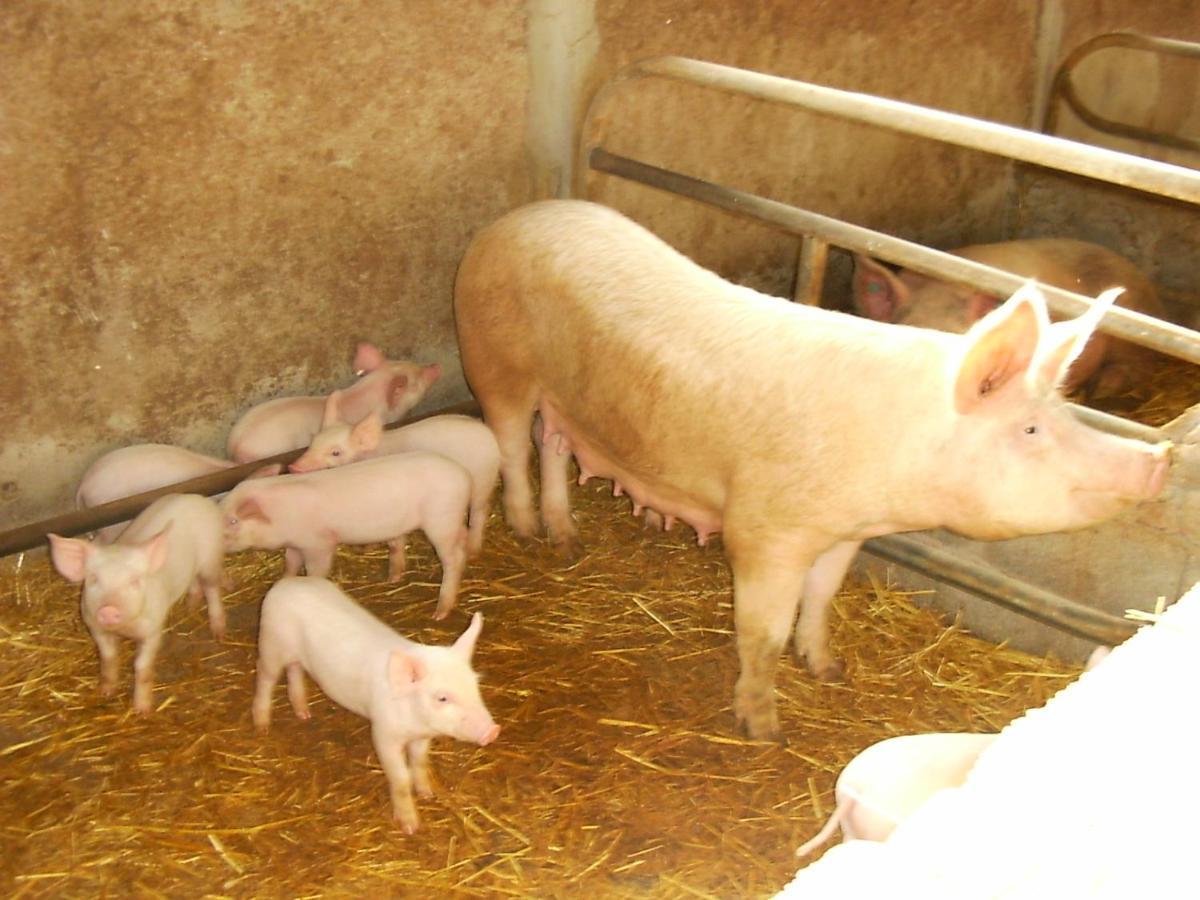Agrifoglio San Giovanni Suèrgiu