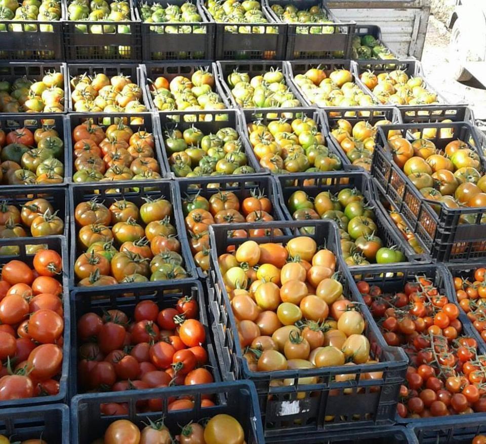 Séjour à la ferme Agrifoglio San Giovanni Suèrgiu
