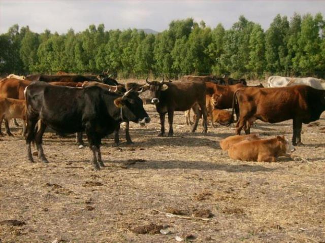 Agrifoglio Séjour à la ferme