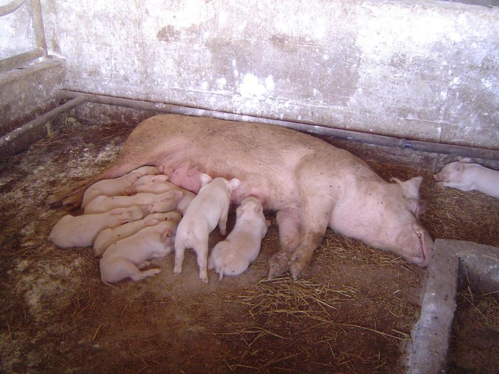 Séjour à la ferme Agrifoglio