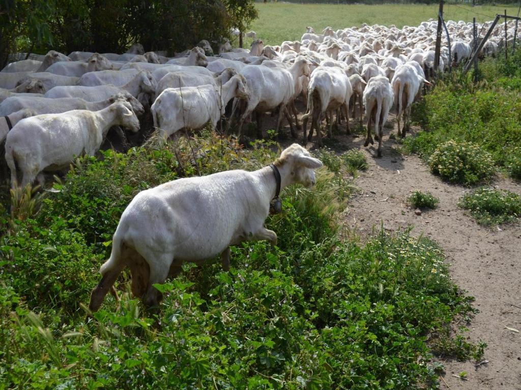 Séjour à la ferme Agrifoglio *