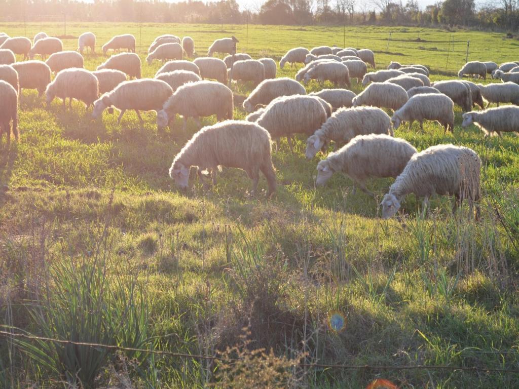 Agrifoglio Séjour à la ferme *