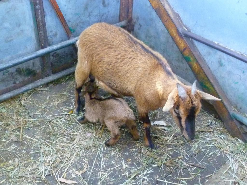 Séjour à la ferme Agrifoglio San Giovanni Suèrgiu