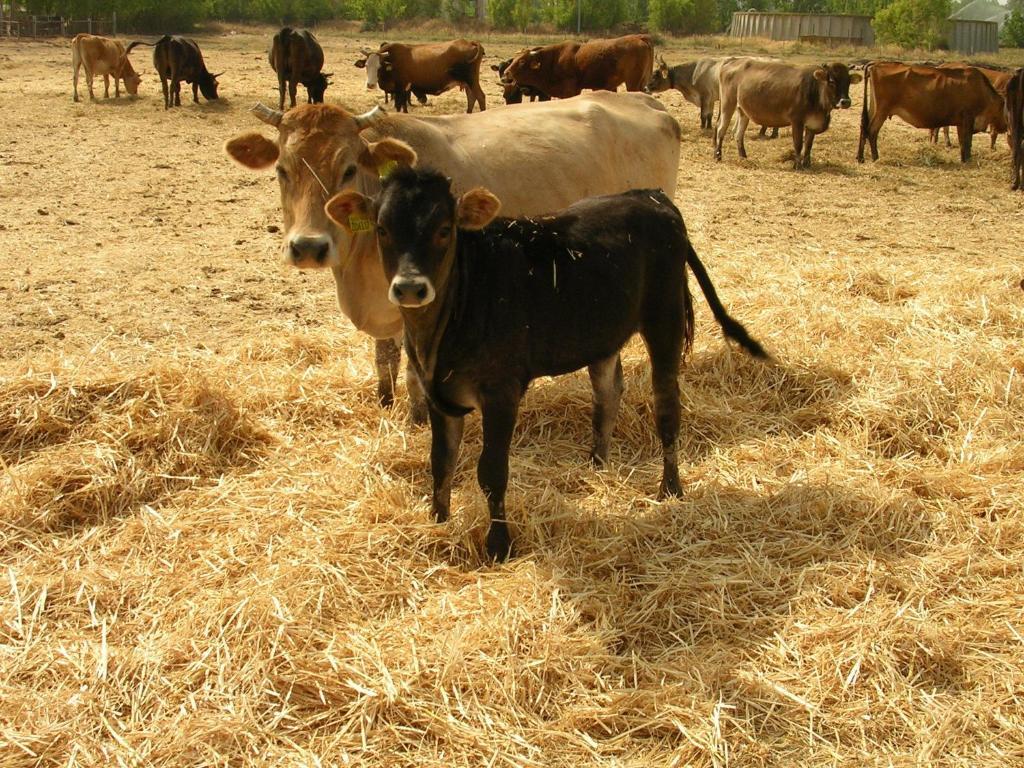 Séjour à la ferme Agrifoglio