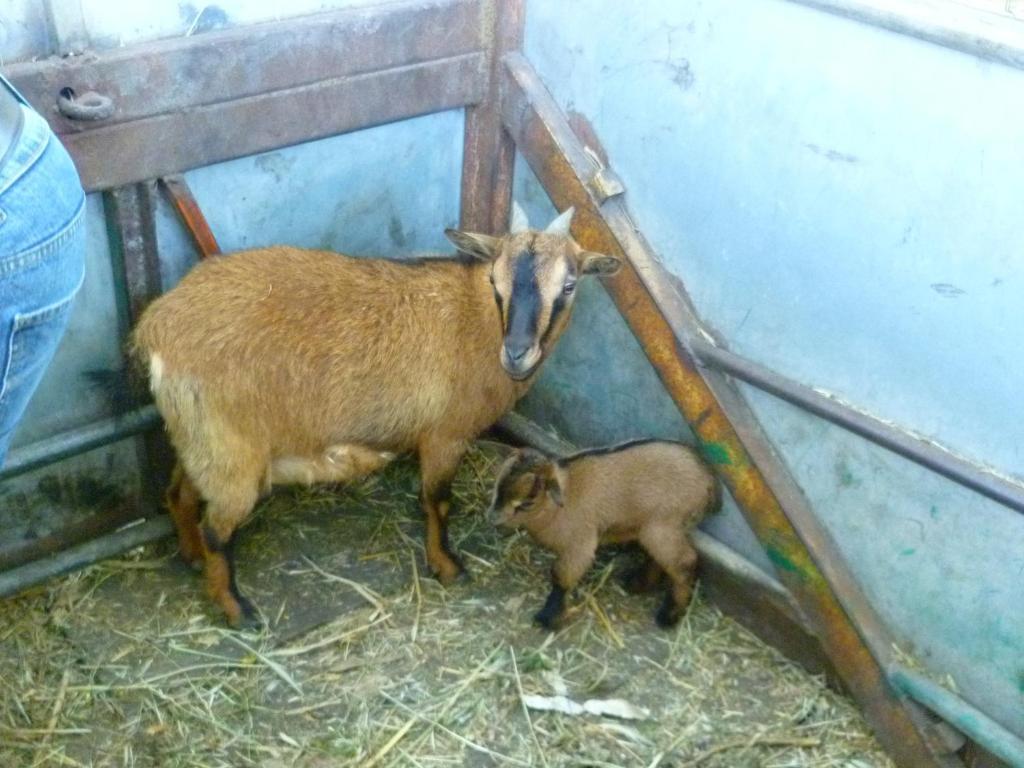 Séjour à la ferme Agrifoglio San Giovanni Suèrgiu